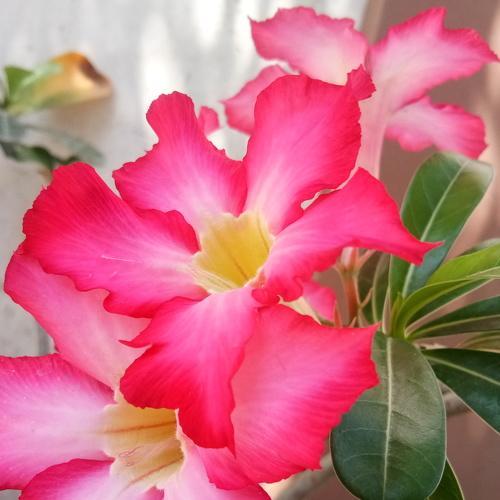 Bloom Amid Covid-19