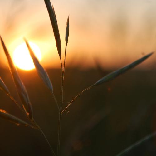 Photo #4550179