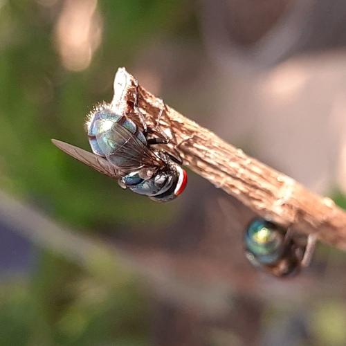 House fly