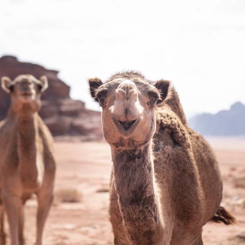 Photo #4550559