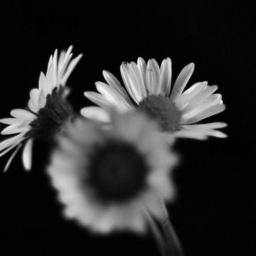 White spring petals