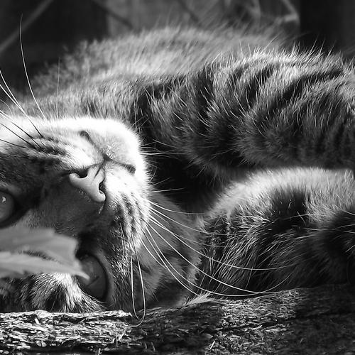 Photo #4550931