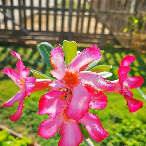Photo #4550973