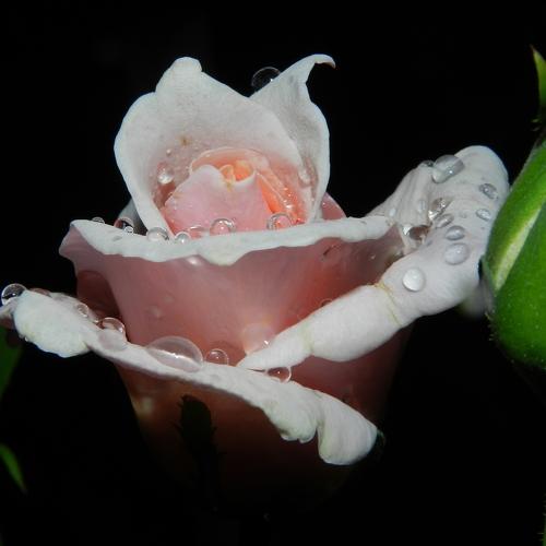 Photo #4550985