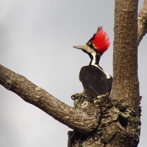 Pica-pau-de-topete-vermelho