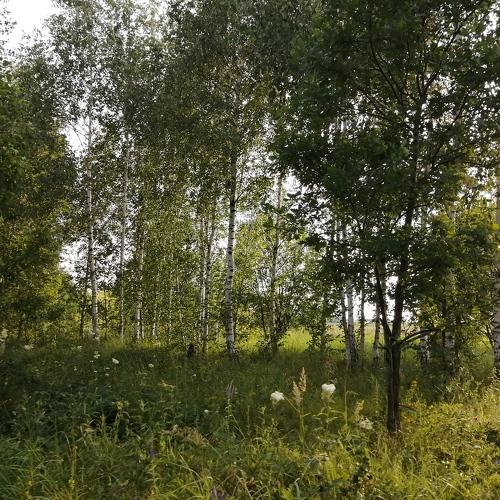 Photo #4552020