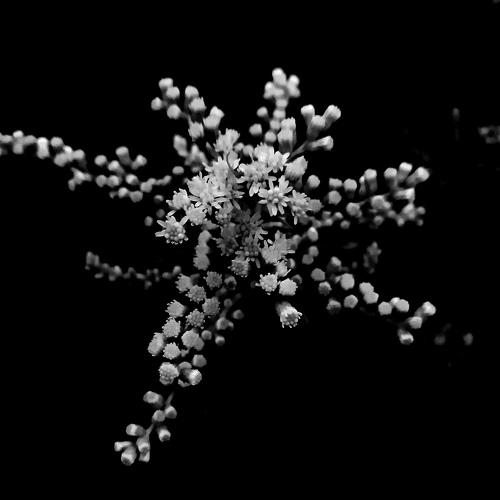 Photo #4552023