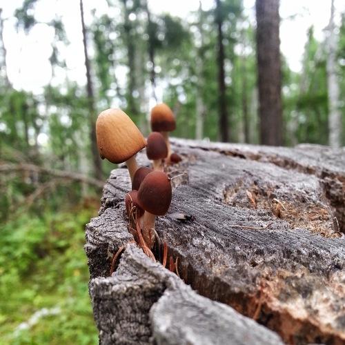 New life