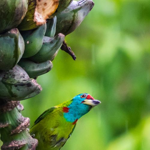 Blue Throated Barbet
