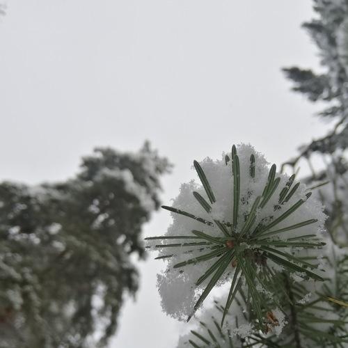 Photo #4554045