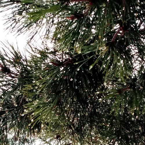 Photo #4555013