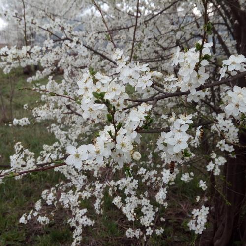 Photo #4555434