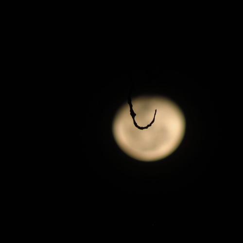 Fishing the moon