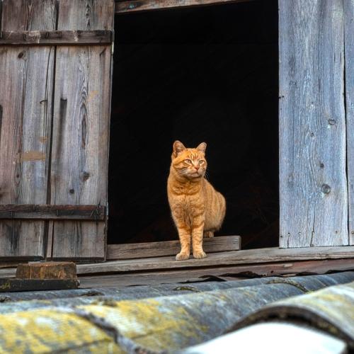 Photo #4556029