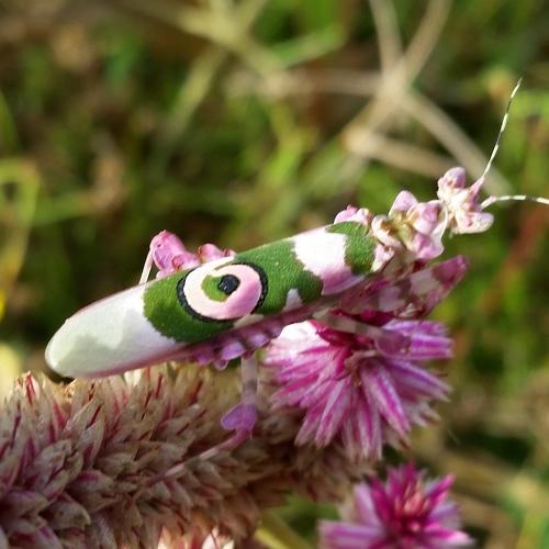 Photo #4556675