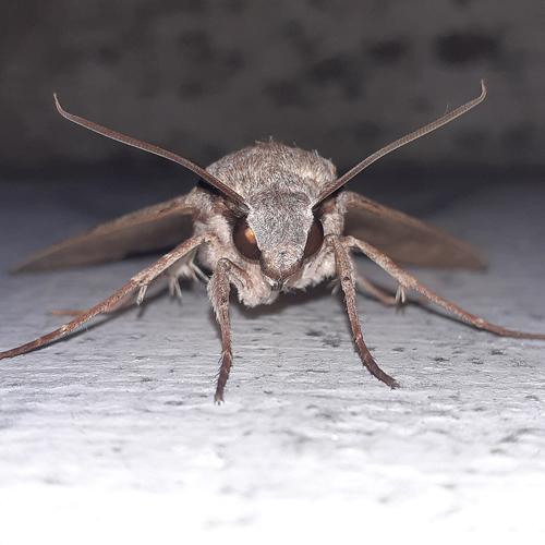 Friendly bug 1