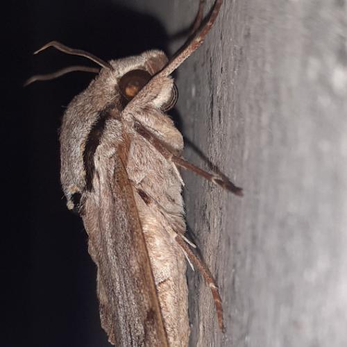 Friendly bug 2
