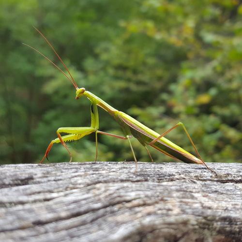 La pequeña Mantis Religiosa