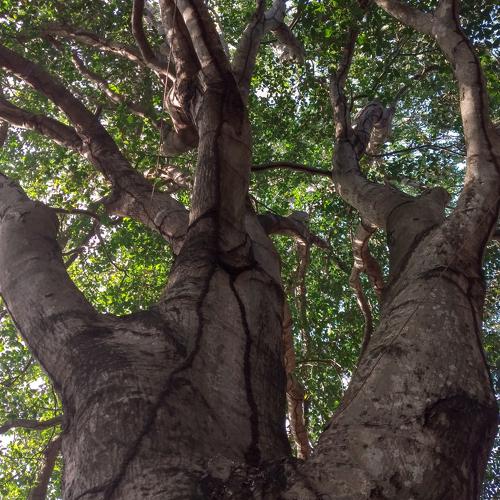 Mamón tree