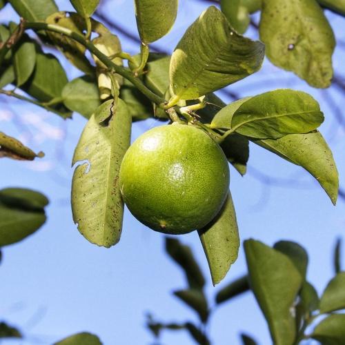 Photo #4558062