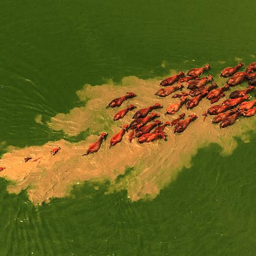 Photo #4558164