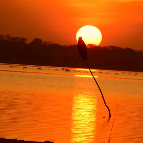 Photo #4558238