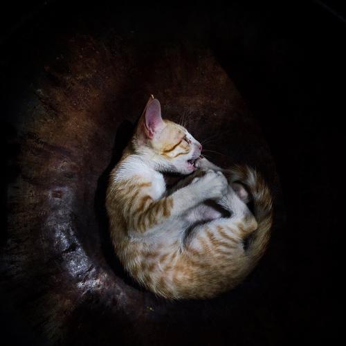 Catitude