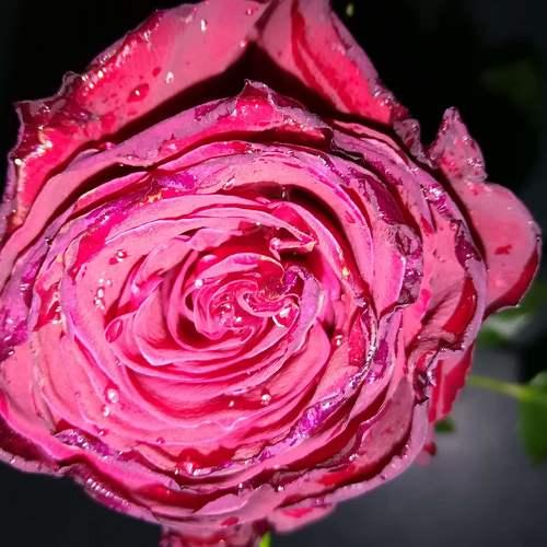 Photo #4559086