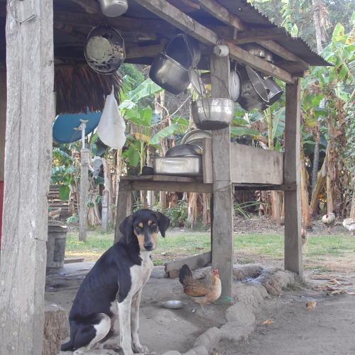 el mejor amigo de un hogar campesino,