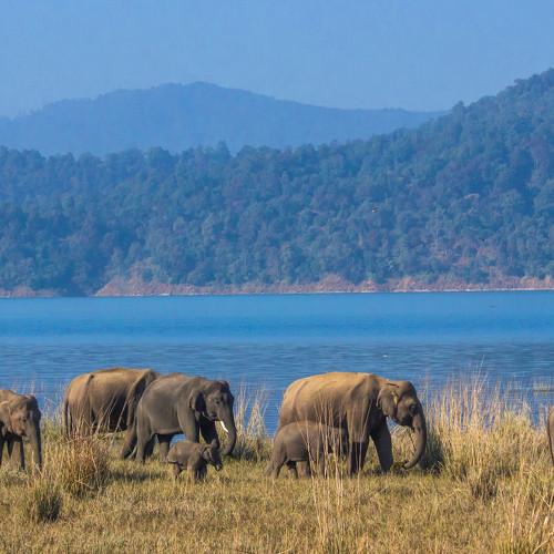 Elephant Family