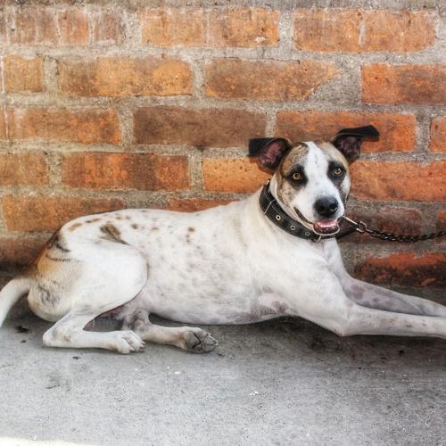 Photo #4560214
