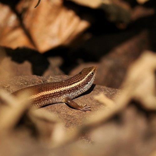 Photo #4560584