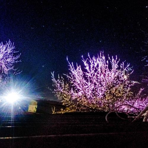 Photo #4560676