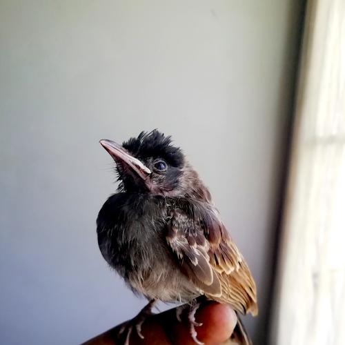 Photo #4561303