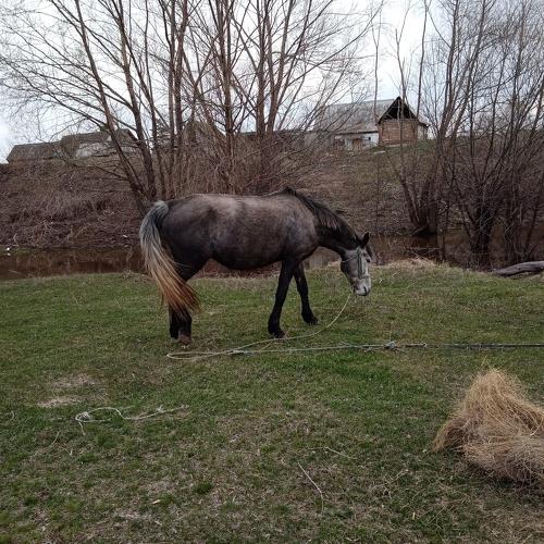 Photo #4561388