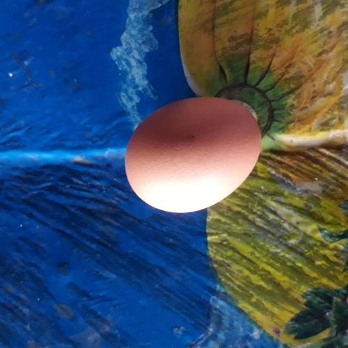 Photo #4562374
