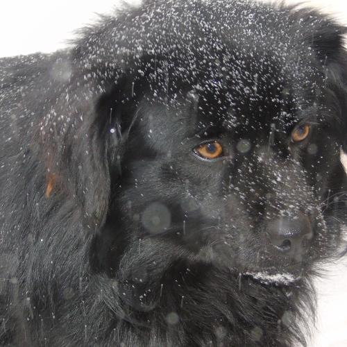 Photo #4562487