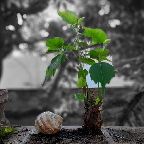 Little Bonsai