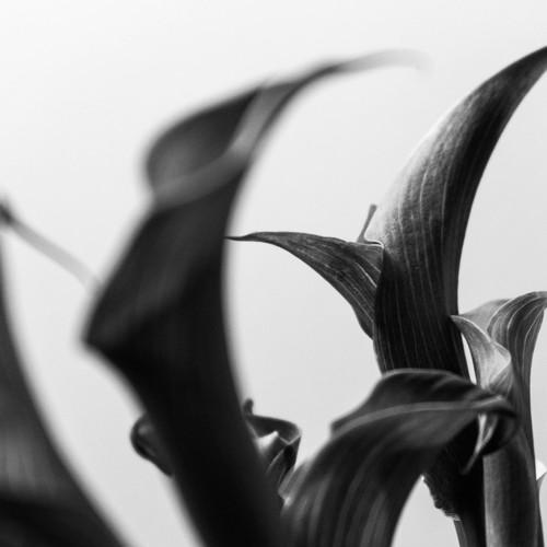 Photo #4563514