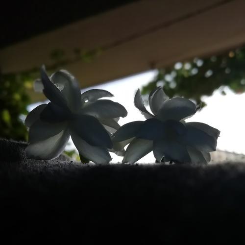 Photo #4564243