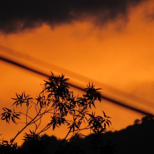 Photo #4564685