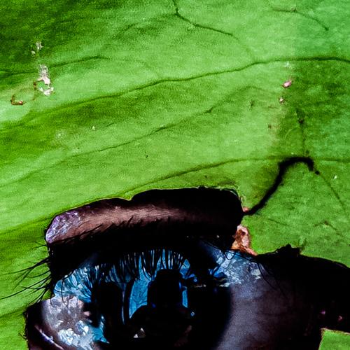 Photo #4565389