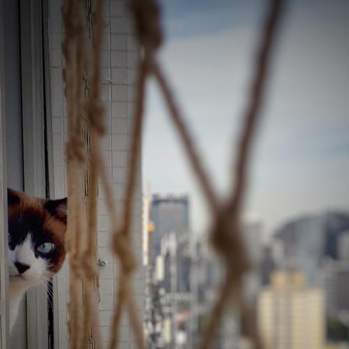 Photo #4565848