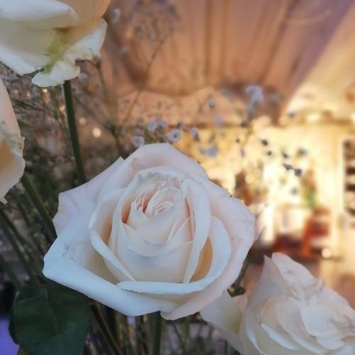Photo #4566084