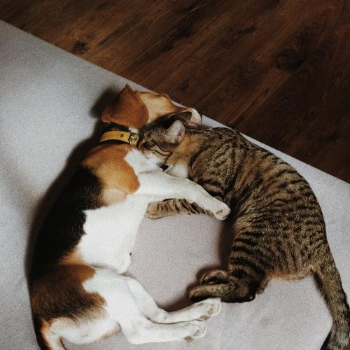 Photo #4566311