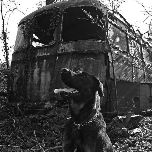 Lonely dog