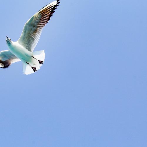Photo #4566950