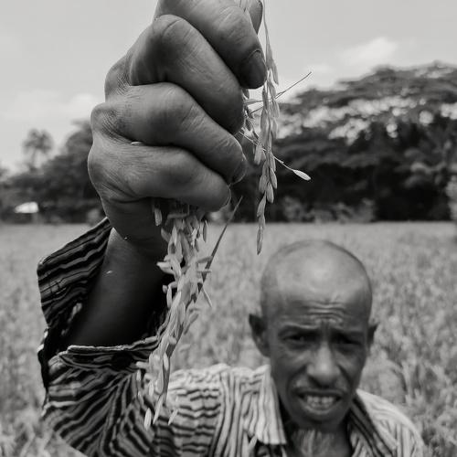 Farmer Story