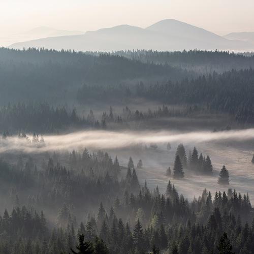 Misty sunrise  in Durmitor Park