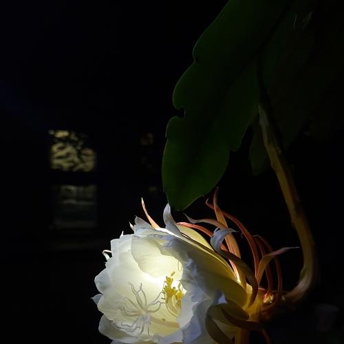 The Beauty of Night Queen